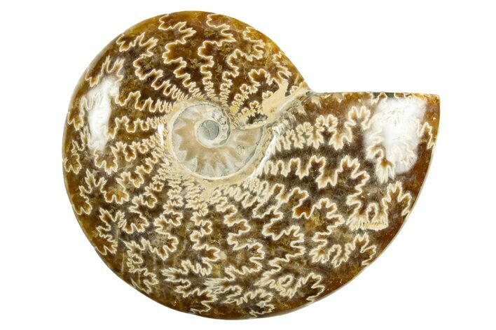 Polished Ammonite (Cleoniceras) Fossil - Madagascar #344295